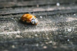 découvrez le monde fascinant de la coccinelle orange, un insecte aux couleurs vives qui joue un rôle essentiel dans l'écosystème. apprenez-en plus sur ses habitudes, son habitat et son importance pour l'agriculture.