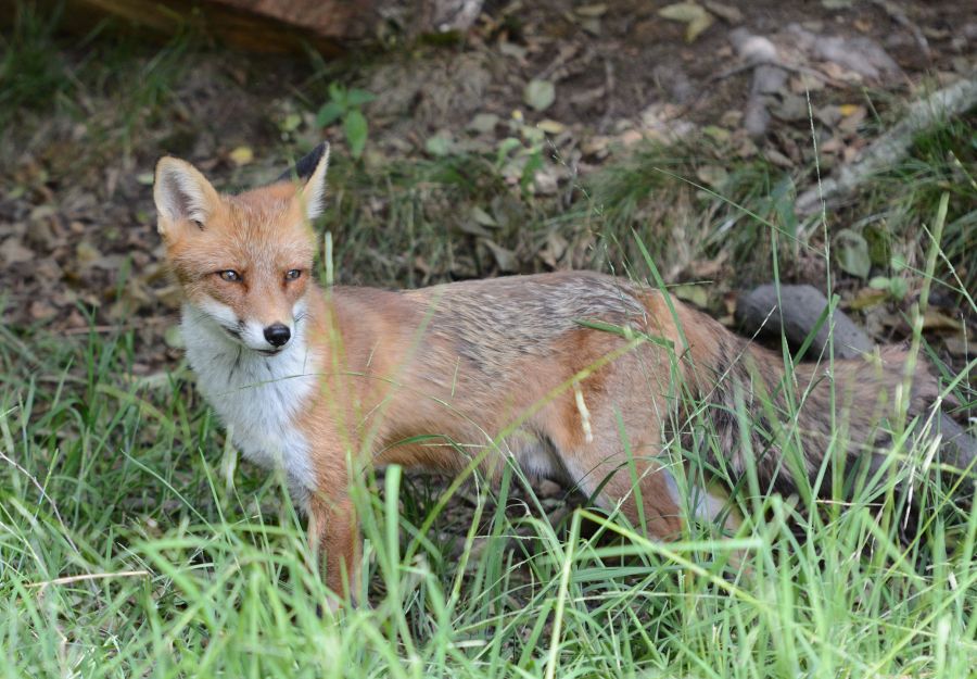 découvrez des astuces et conseils pour attirer les renards dans votre jardin. apprenez à créer un environnement favorable qui les attirera, tout en préservant l'harmonie de votre espace extérieur.