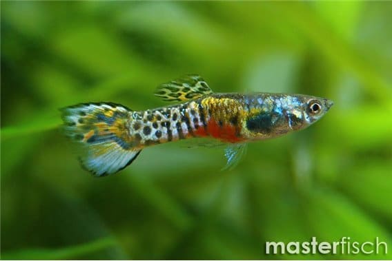 découvrez tout ce qu'il faut savoir sur la nourriture idéale pour les guppys endlers ! apprenez à choisir les meilleurs aliments pour assurer leur santé et leur bien-être, ainsi que des conseils pratiques pour enrichir leur régime alimentaire.