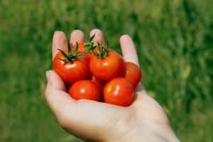 Comment préparer des tomates cerises séchées au déshydrateur efficacement