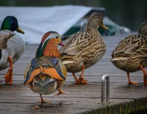 Comment enlever les œufs des mandarins efficacement