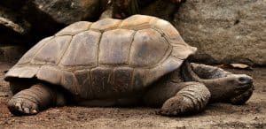 Comment fabriquer un enclos sécurisé pour votre tortue