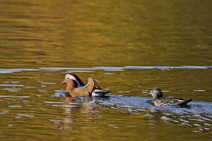 La reproduction des mandarins : tout ce que vous devez savoir