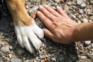 Qu'est-ce qui peut faire vomir un chien : causes et solutions