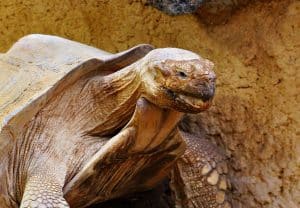 Comment fabriquer un enclos sécurisé pour votre tortue