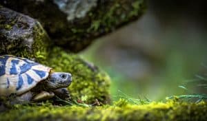 Comment fabriquer un enclos sécurisé pour votre tortue