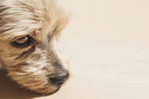 Qu'est-ce qui peut faire vomir un chien : causes et solutions